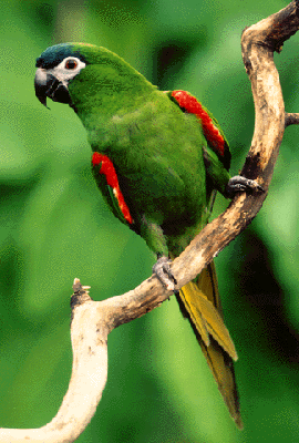 hahn's macaw2.gif